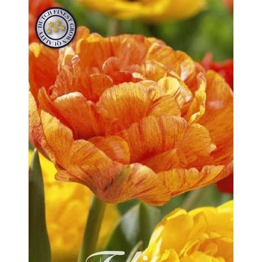 Tulpan Sunlover 7-pack